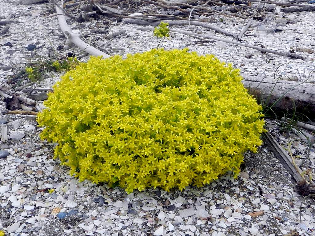 Sedum acre